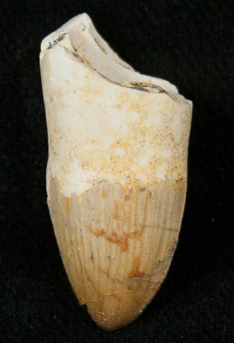 Cretaceous Fossil Crocodile Tooth - Morocco #17107